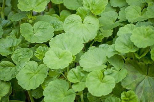 ミレム　ビュートリックに含まれているツボクサエキス